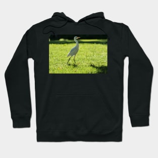 Cattle Egret: Hoodie